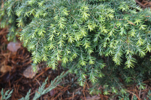 tsuga-3
