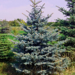 Ель колючая Глаука Picea pungens Glauca С2-3 